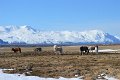 Husavik (56)